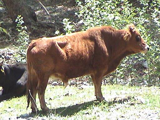 RENK (Evrim ve GüneĢ 1996) 2004 de çıkarılan Tebliğ (Resmi Gazete 2004) ile Çukurova ve Dörtyol alt varyeteleri YGS adıyla ayrı bir ırk olarak tescil edilmiģtir.