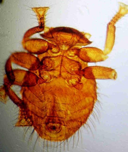 Varroa