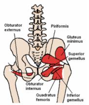 Resim 1.16: M. tensor fasciae latae Crista iliaca nın dıģ kenarından, spina iliaca anterior superiordan baģlar. AĢağıya doğru geniģler.