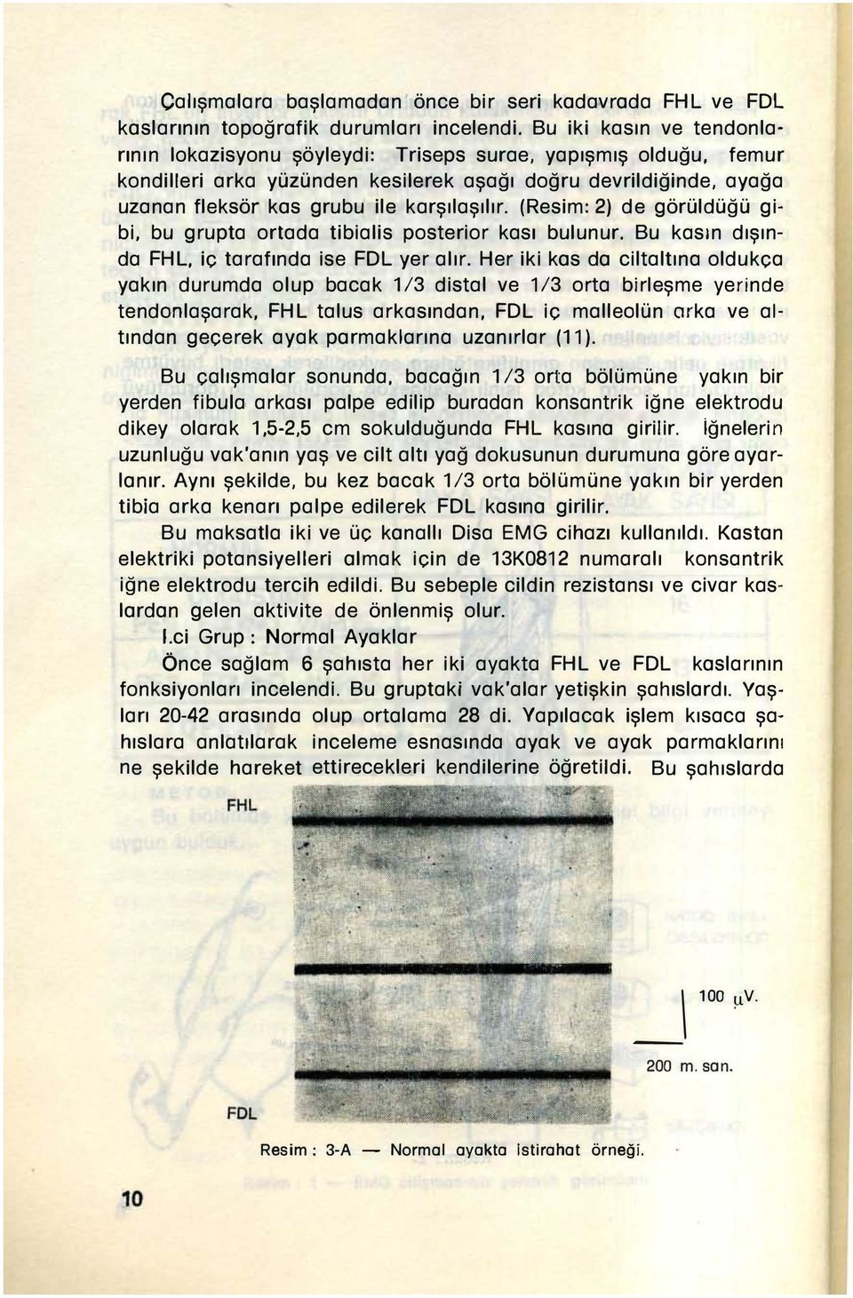 (Resim: 2) de görüldüğü gibi, bu grupta ortada tibialis posterior kası bulunur. Bu kasın dışında, iç tarafında ise yer alır.