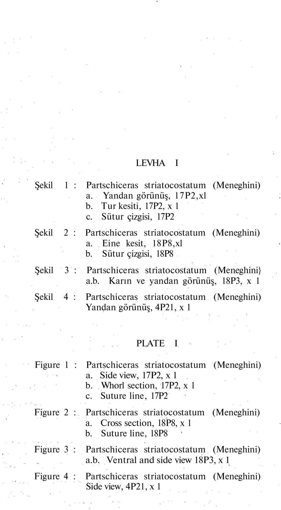 Sütur çizgisi, 18P8 Şekil 3 : Partschiceras striatocostatum (Meneghini} a.b.