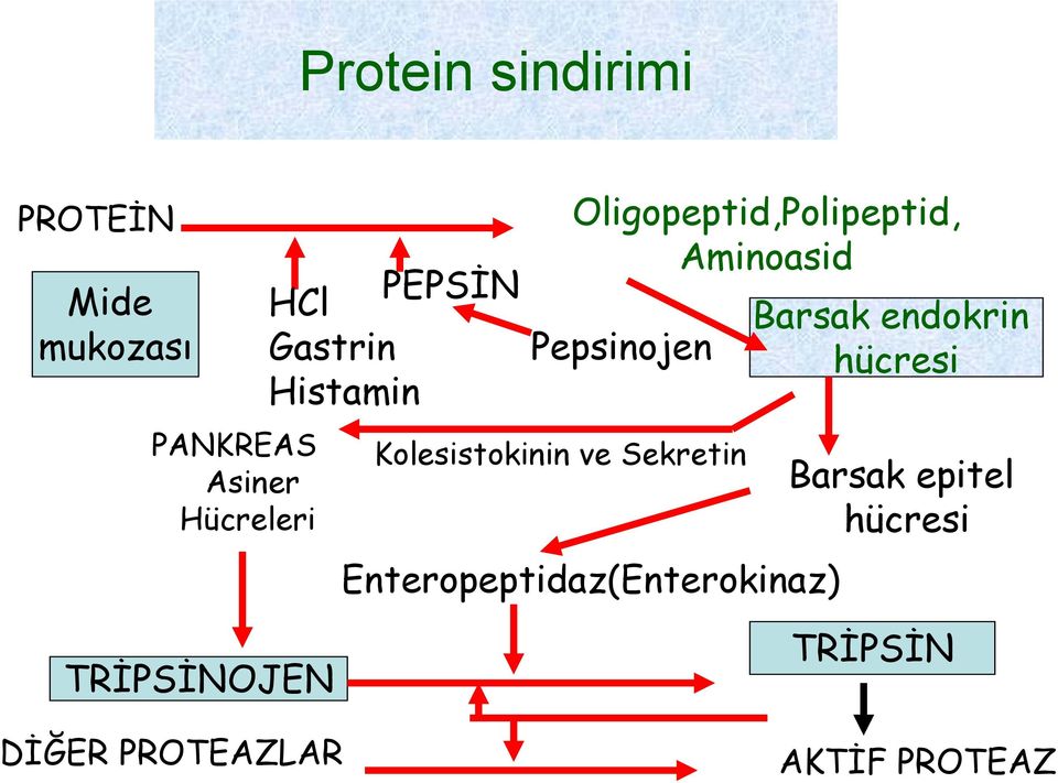 Kolesistokinin ve Sekretin Enteropeptidaz(Enterokinaz) Barsak endokrin