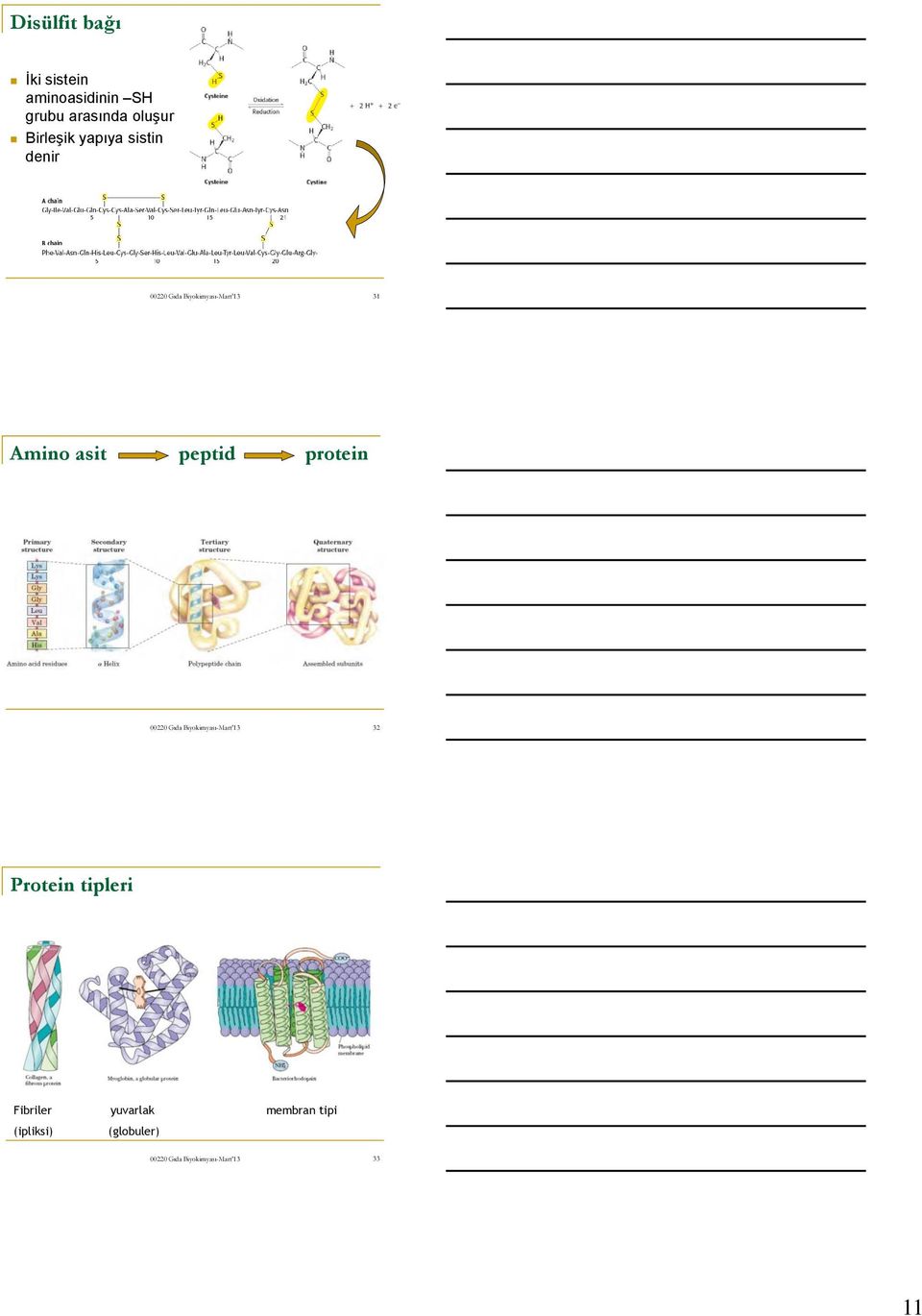 Amino asit peptid protein 32 Protein tipleri