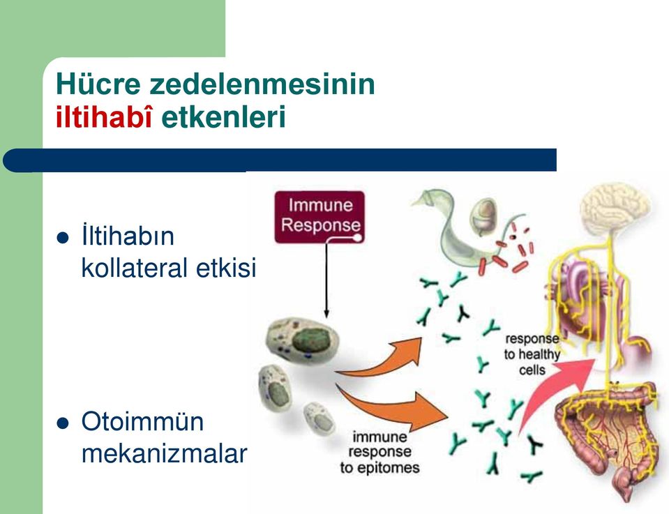 İltihabın kollateral