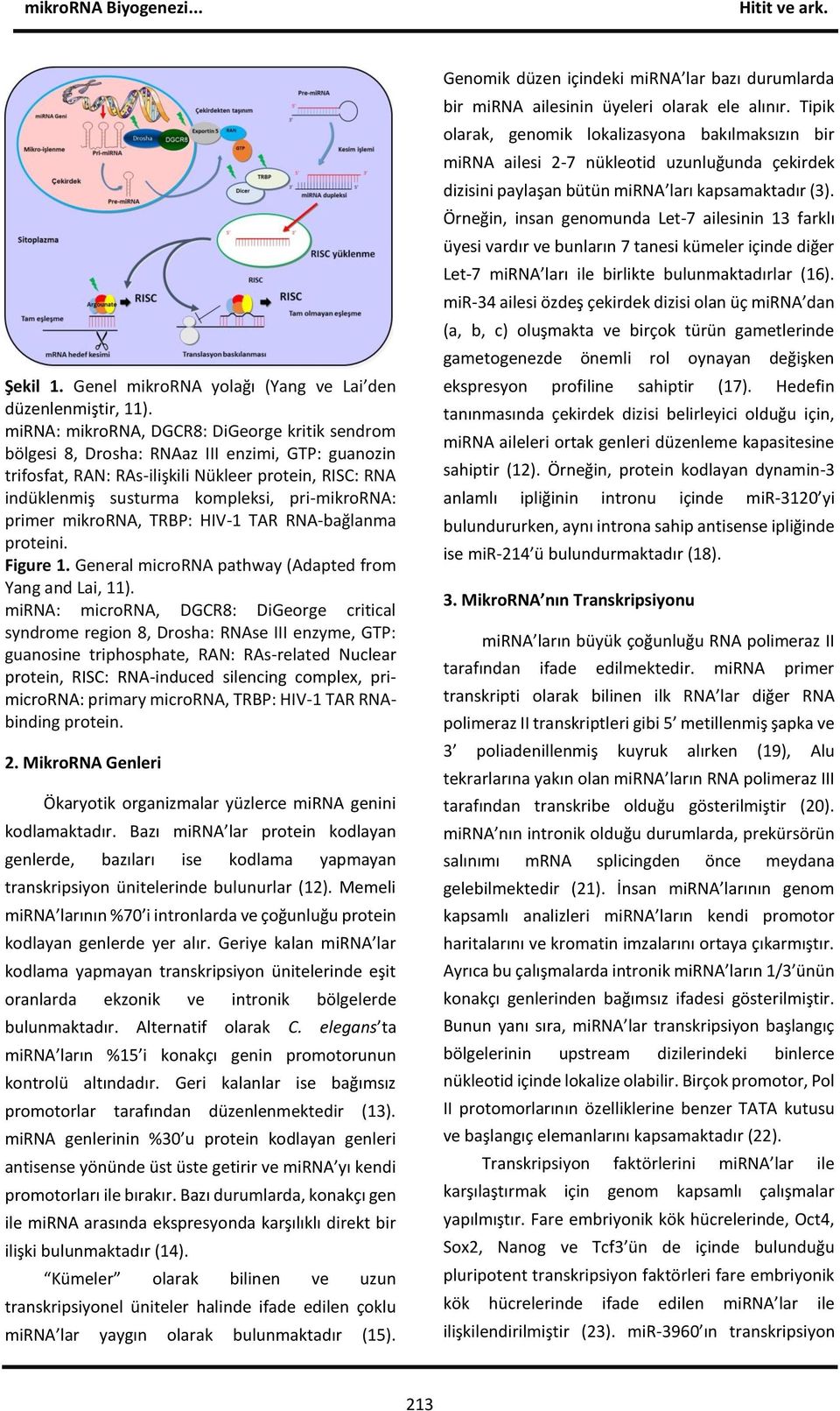 pri-mikrorna: primer mikrorna, TRBP: HIV-1 TAR RNA-bağlanma proteini. Figure 1. General microrna pathway (Adapted from Yang and Lai, 11).