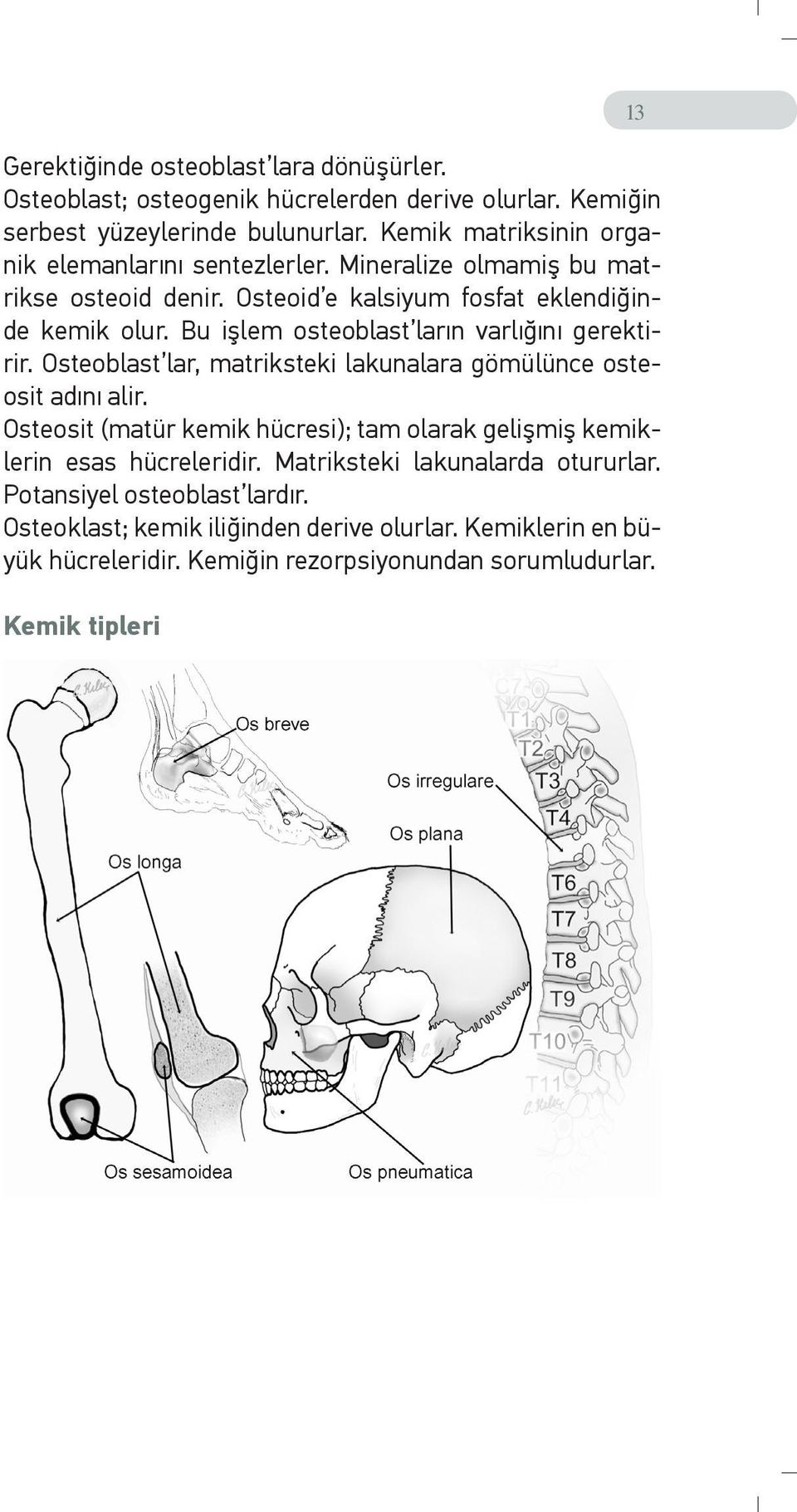 Bu işlem osteoblast ların varlığını gerektirir. Osteoblast lar, matriksteki lakunalara gömülünce osteosit adını alir.