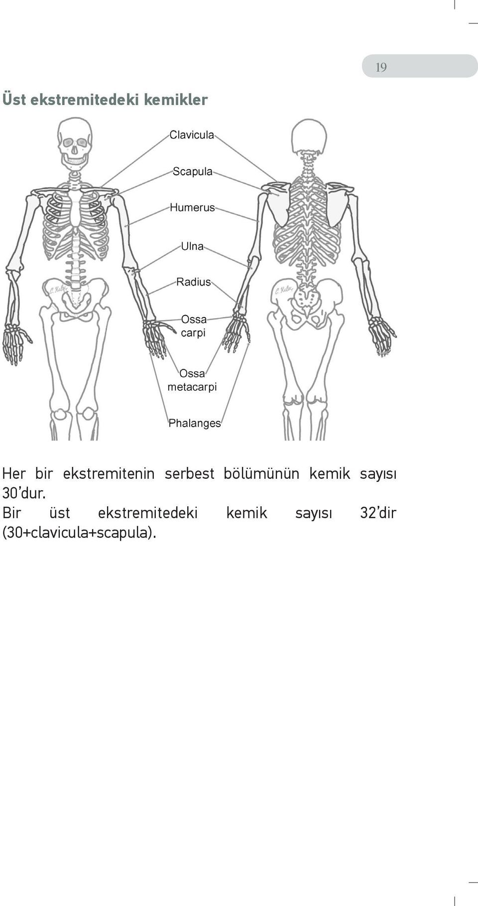 sayısı 30 dur.