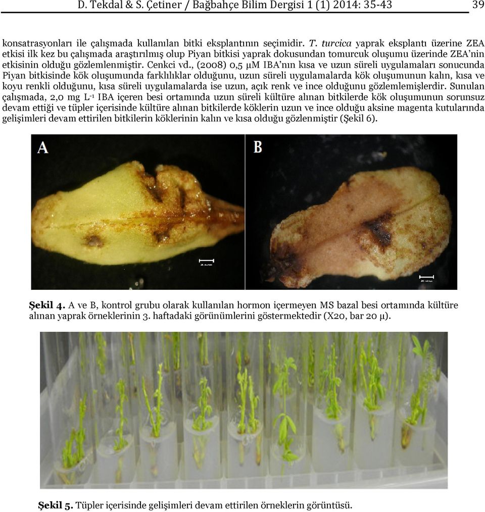 , (2008) 0,5 µm IBA nın kısa ve uzun süreli uygulamaları sonucunda Piyan bitkisinde kök oluşumunda farklılıklar olduğunu, uzun süreli uygulamalarda kök oluşumunun kalın, kısa ve koyu renkli olduğunu,