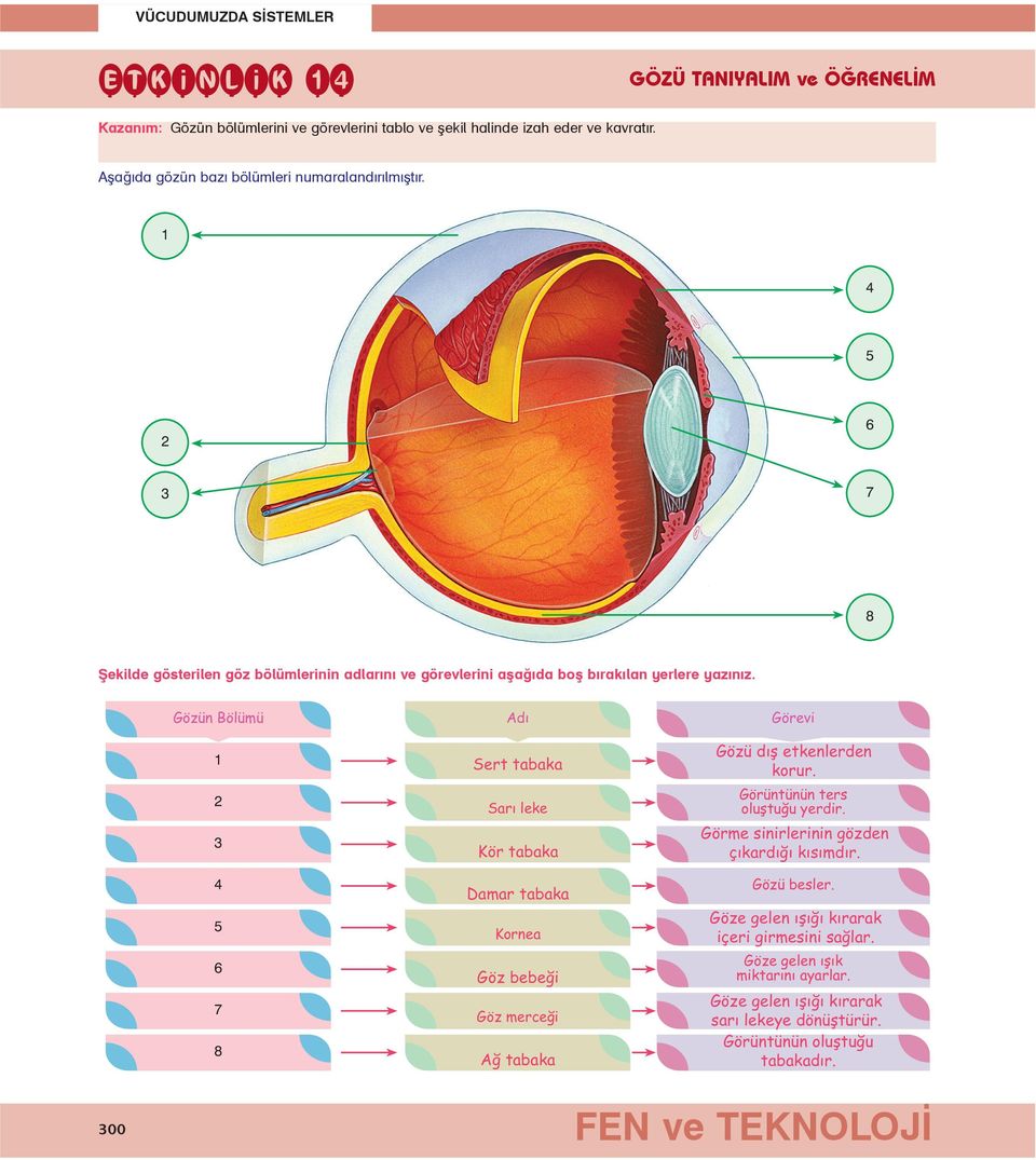 Gözün Bölümü 1 2 3 4 5 6 7 8 Adý Sert tabaka Sarý leke ör tabaka Damar tabaka ornea Göz bebeði Göz merceði Að tabaka Görevi Gözü dýþ etkenlerden korur.