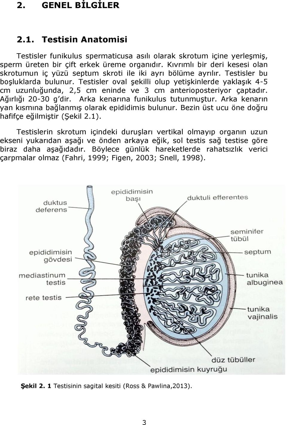 Testisler oval şekilli olup yetişkinlerde yaklaşık 4-5 cm uzunluğunda, 2,5 cm eninde ve 3 cm anterioposteriyor çaptadır. Ağırlığı 20-30 g dir. Arka kenarına funikulus tutunmuştur.