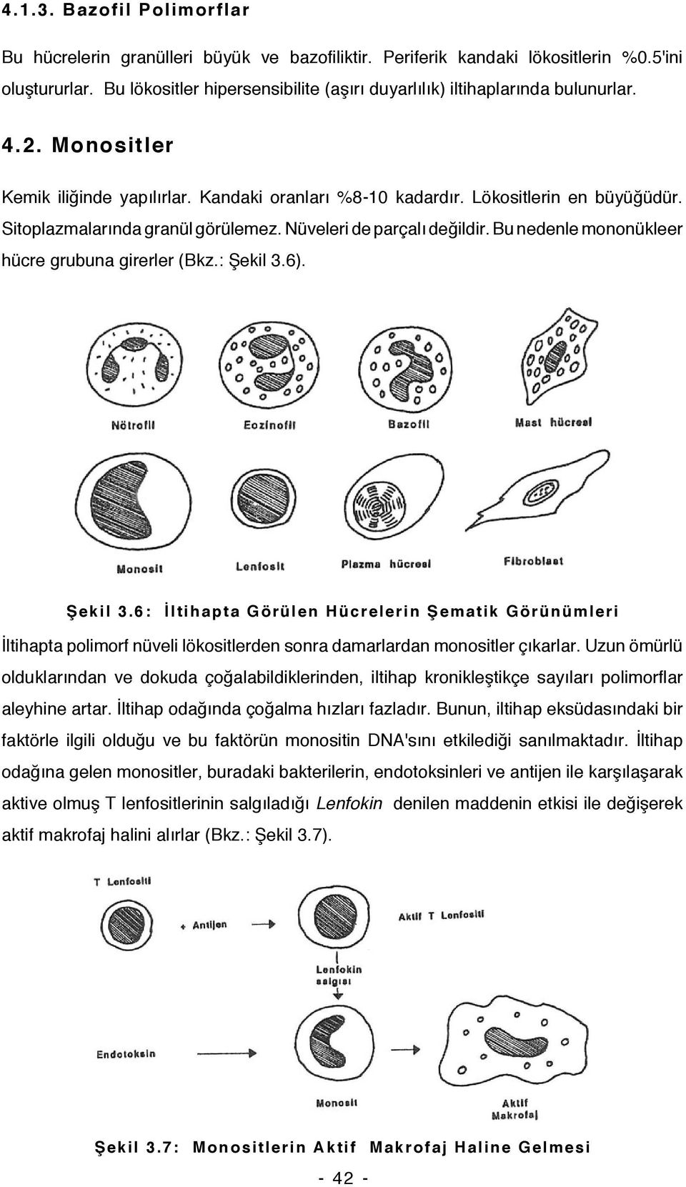 Sitoplazmalarında granül görülemez. Nüveleri de parçalı değildir. Bu nedenle mononükleer hücre grubuna girerler (Bkz.: Şekil 3.