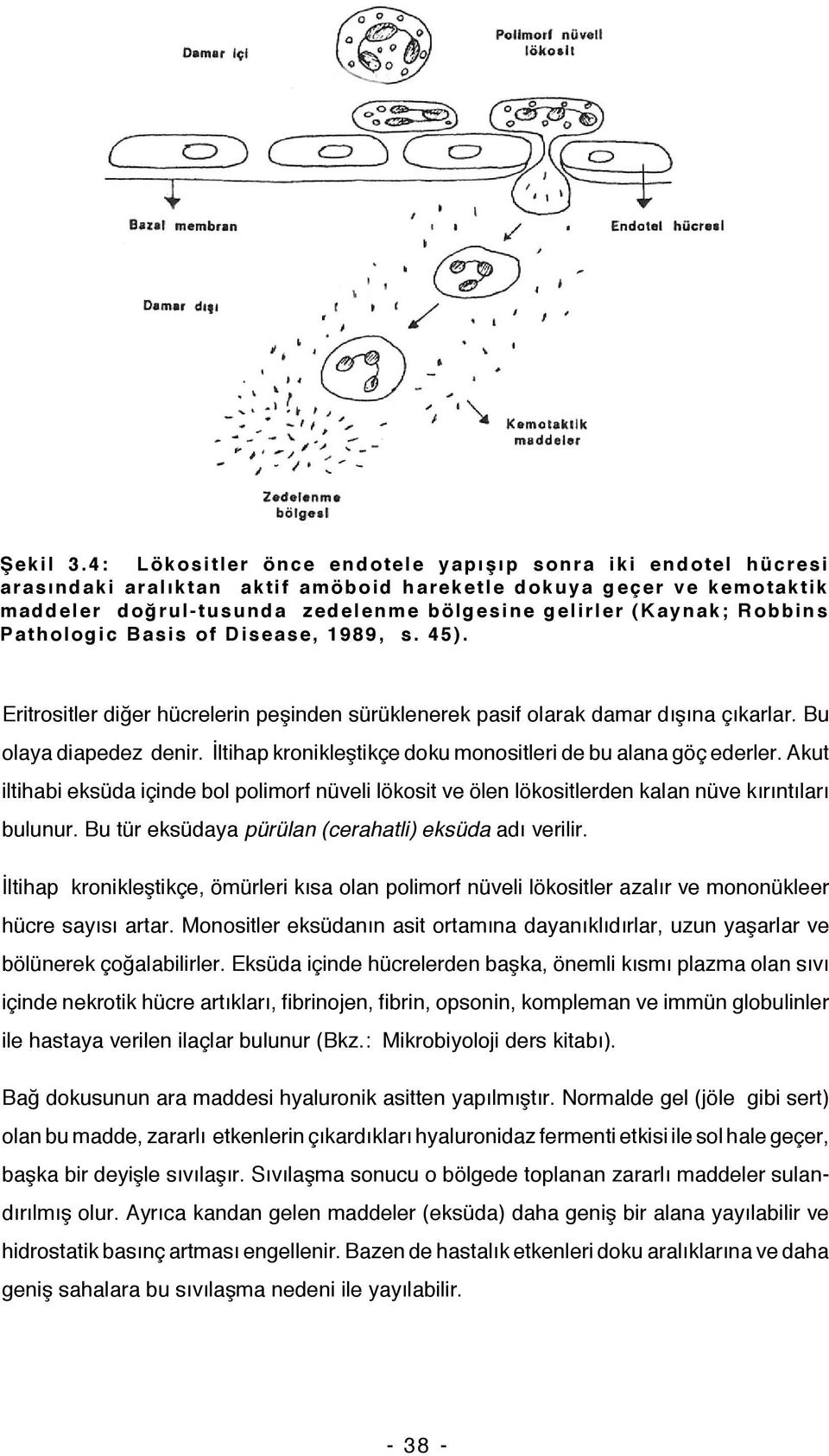 Robbins Pathologic Basis of Disease, 1989, s. 45). Eritrositler diğer hücrelerin peşinden sürüklenerek pasif olarak damar dışına çıkarlar. Bu olaya diapedez denir.