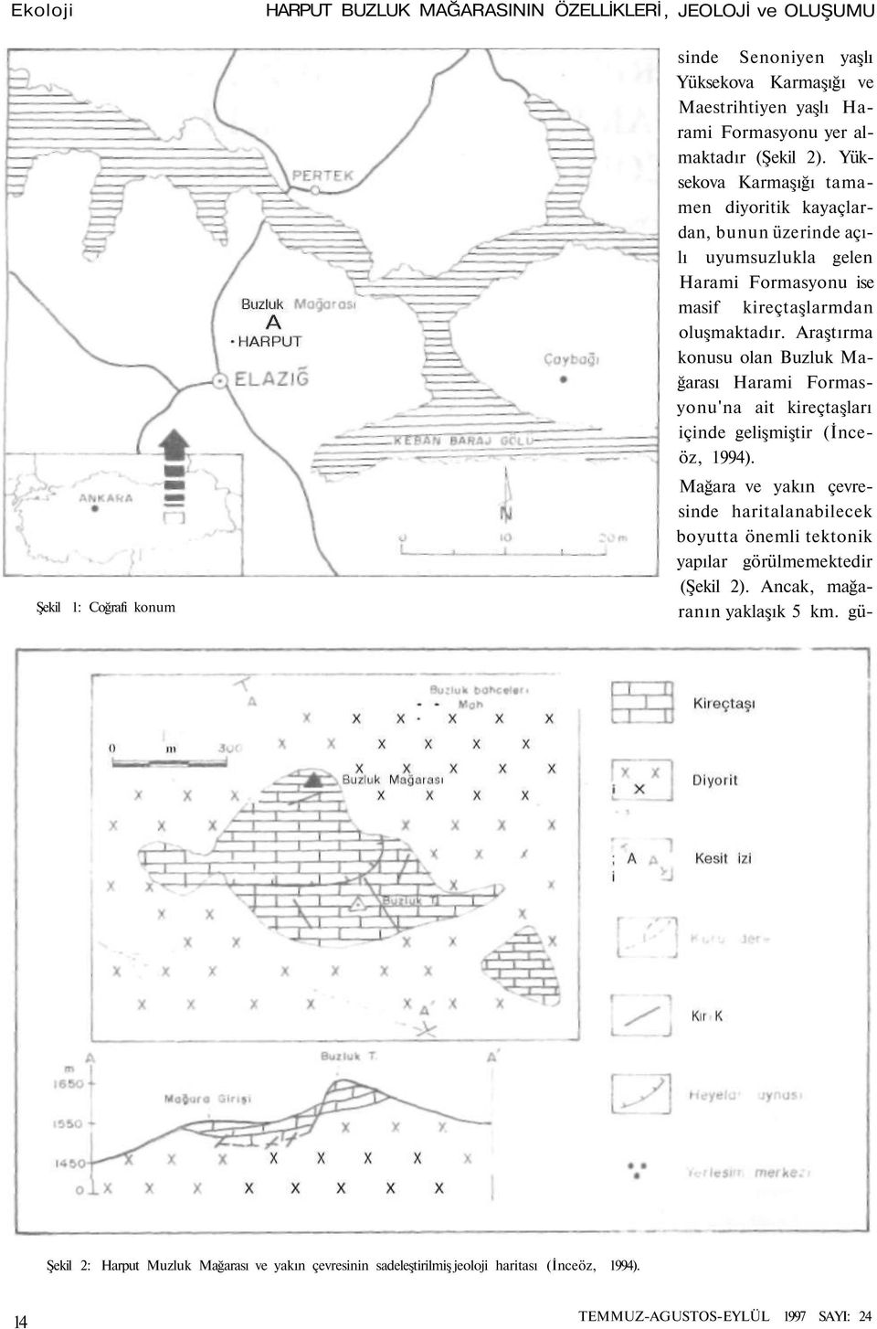 Araştırma konusu olan Buzluk Mağarası Harami Formasyonu'na ait kireçtaşları içinde gelişmiştir (İnceöz, 1994).