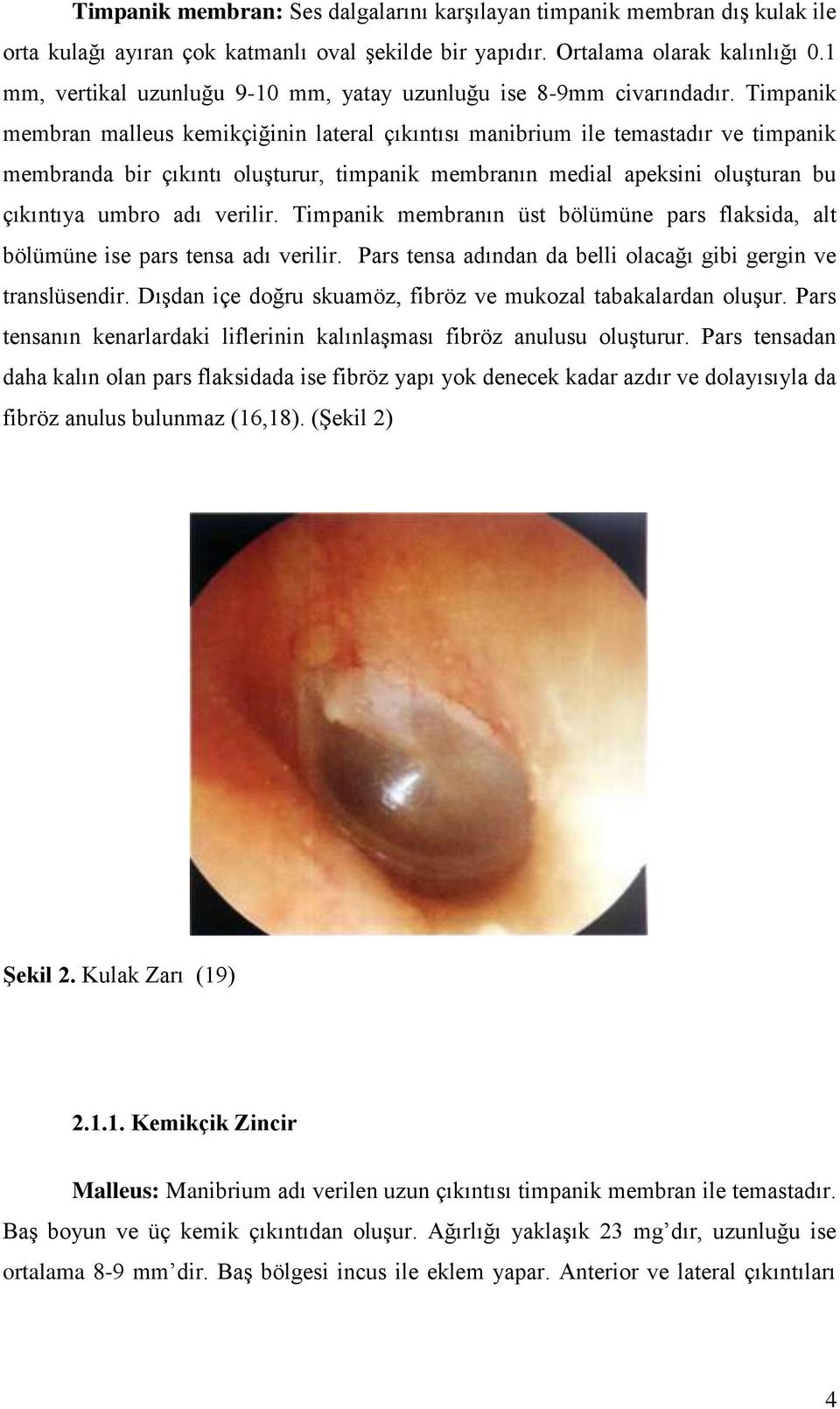 Timpanik membran malleus kemikçiğinin lateral çıkıntısı manibrium ile temastadır ve timpanik membranda bir çıkıntı oluşturur, timpanik membranın medial apeksini oluşturan bu çıkıntıya umbro adı