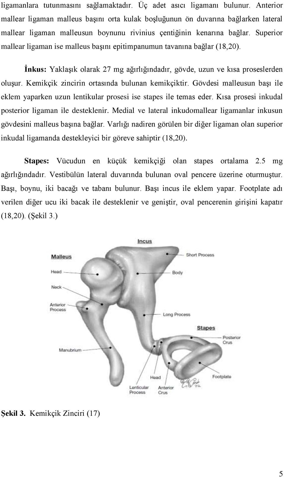 Superior mallear ligaman ise malleus başını epitimpanumun tavanına bağlar (18,20). Ġnkus: Yaklaşık olarak 27 mg ağırlığındadır, gövde, uzun ve kısa proseslerden oluşur.