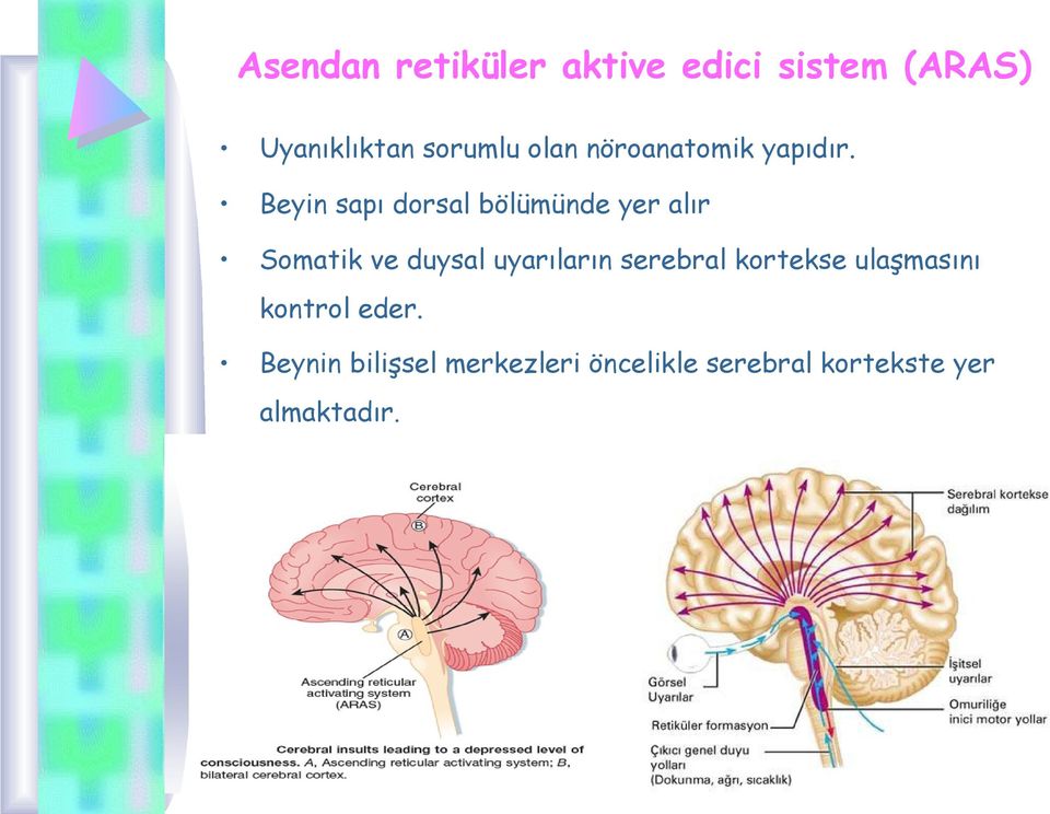 Beyin sapı dorsal bölümünde yer alır Somatik ve duysal uyarıların