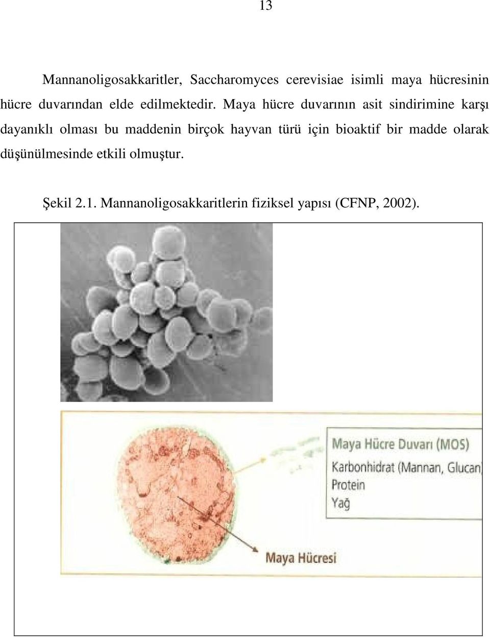 Maya hücre duvarının asit sindirimine karşı dayanıklı olması bu maddenin birçok