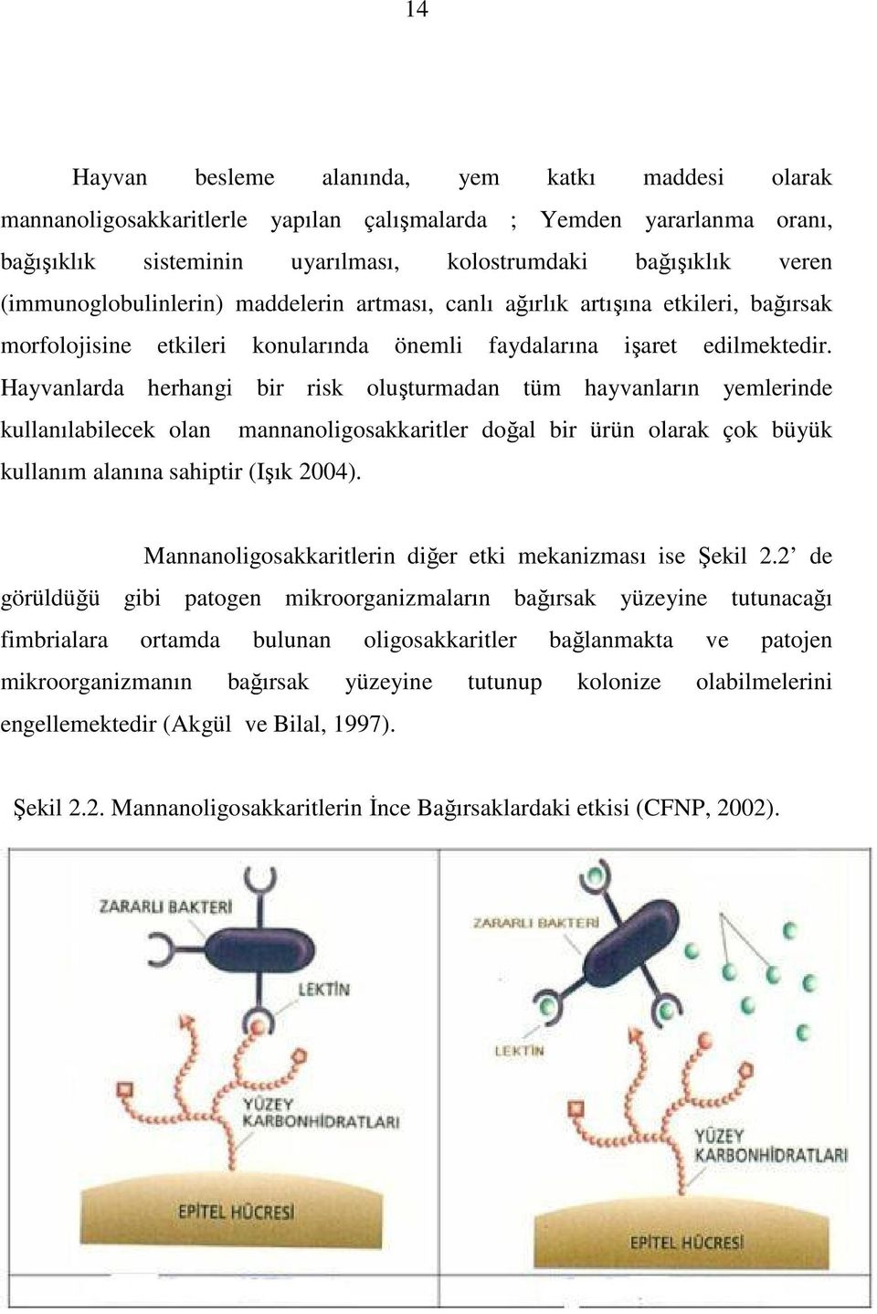 Hayvanlarda herhangi bir risk oluşturmadan tüm hayvanların yemlerinde kullanılabilecek olan mannanoligosakkaritler doğal bir ürün olarak çok büyük kullanım alanına sahiptir (Işık 2004).