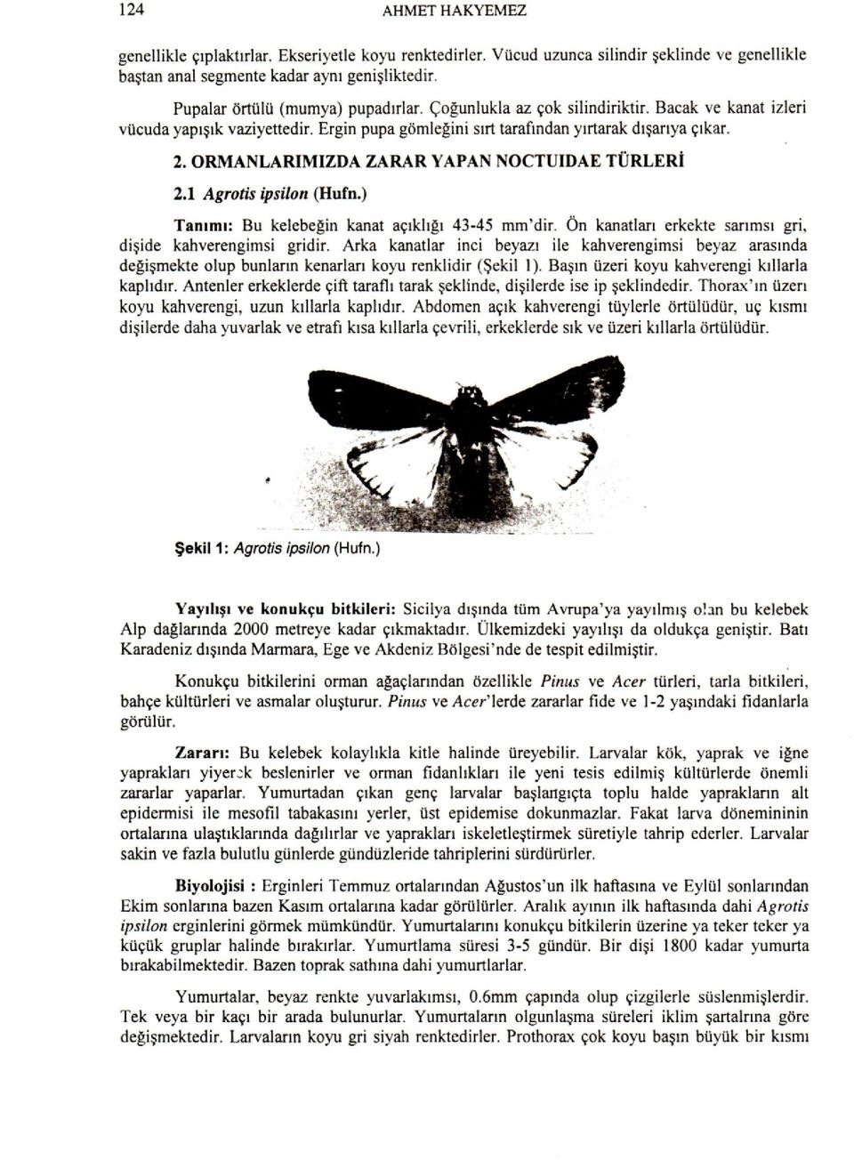 ORMANLARIMIZDA ZARAR YAPAN NOCTUIDAE TÜRLERİ 2.1 Agrotis ipsilon (Hufn.) Tanımı: Bu kelebeğin kanat açıklığı 43-45 mm'dir. Ön kanatları erkekte sarımsı gri, dişide kahverengimsi gridir.