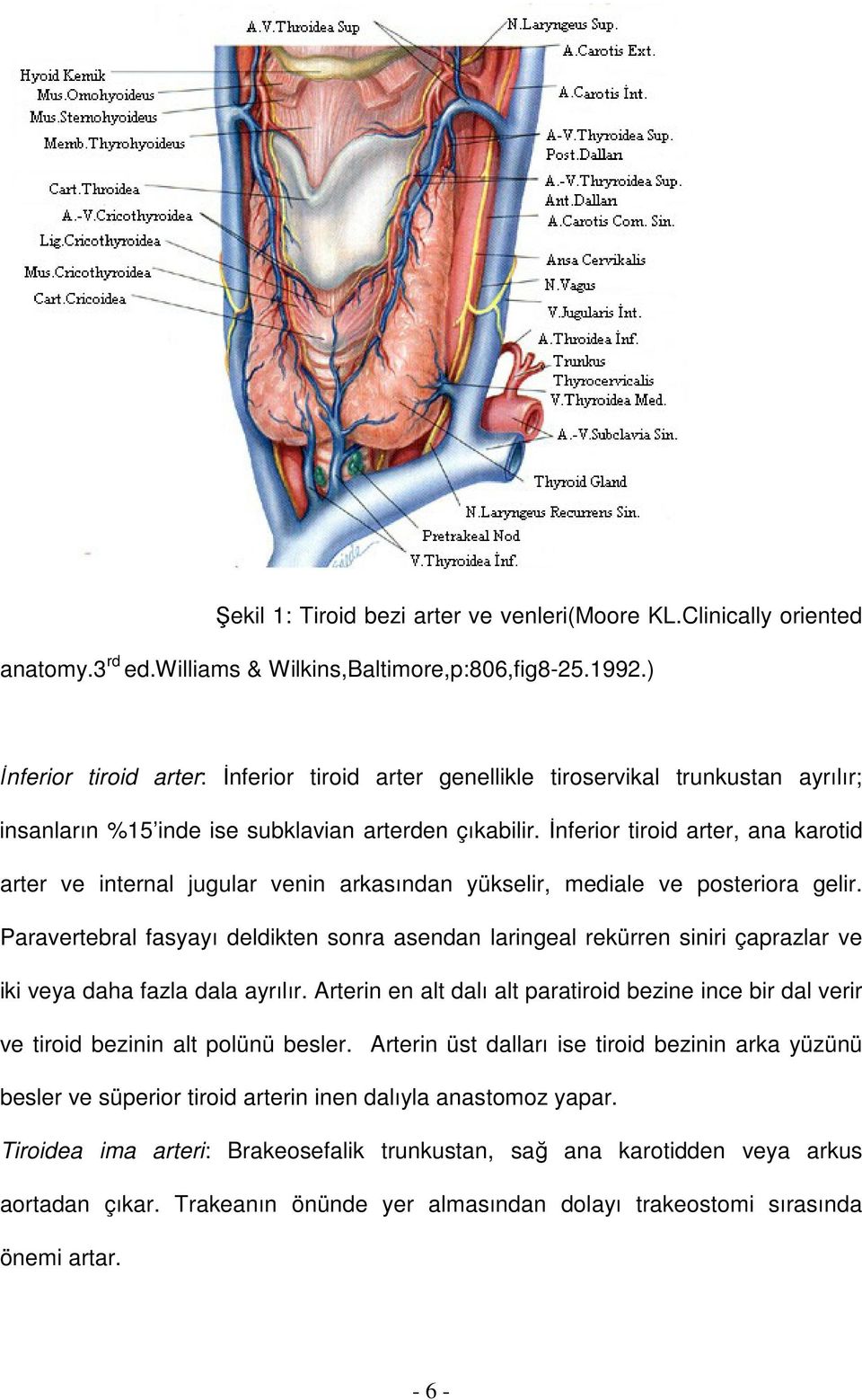 İnferior tiroid arter, ana karotid arter ve internal jugular venin arkasından yükselir, mediale ve posteriora gelir.