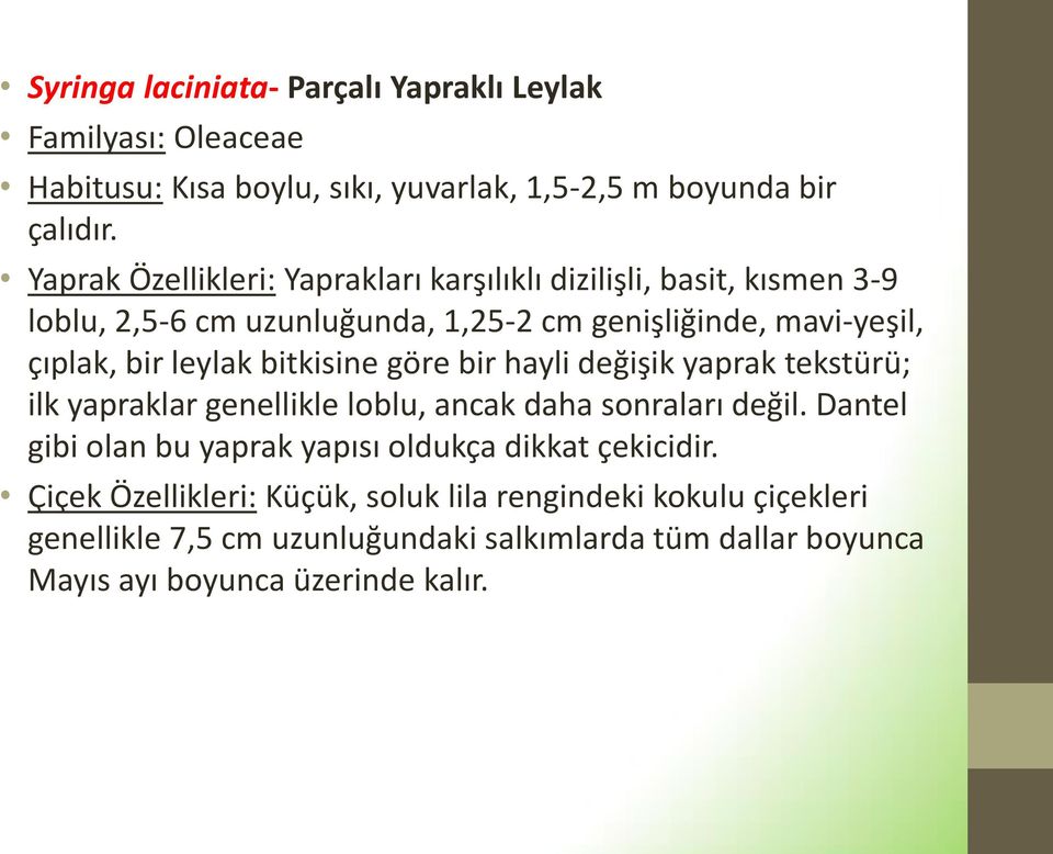 bitkisine göre bir hayli değişik yaprak tekstürü; ilk yapraklar genellikle loblu, ancak daha sonraları değil.