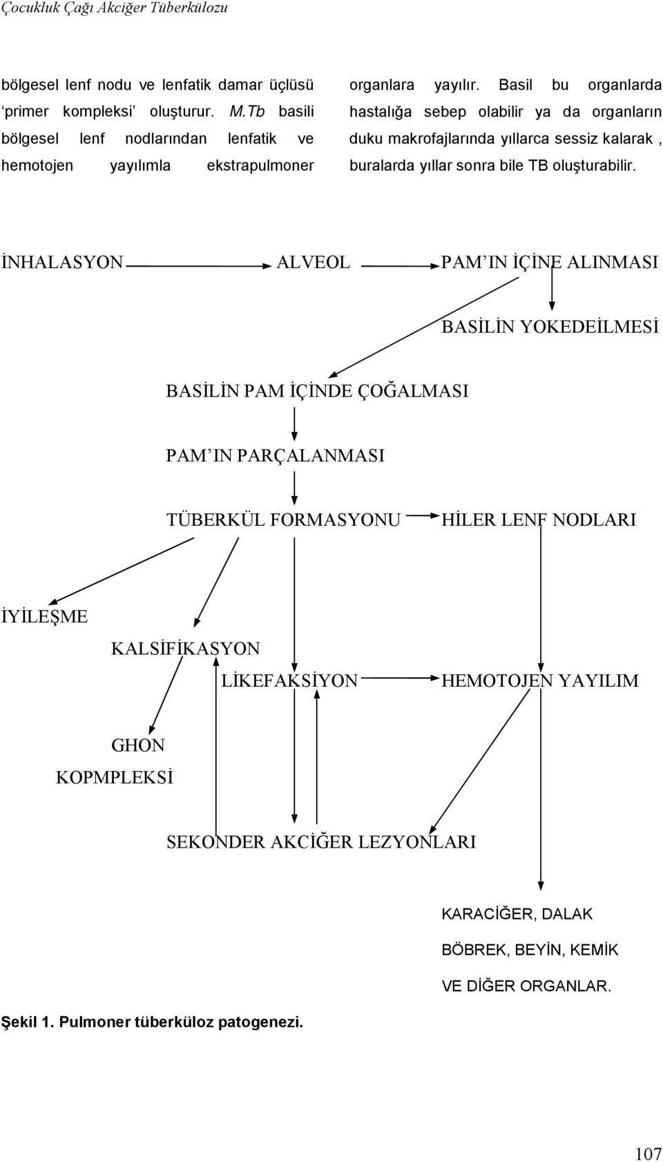 Basil bu organlarda hastalığa sebep olabilir ya da organların duku makrofajlarında yıllarca sessiz kalarak, buralarda yıllar sonra bile TB oluşturabilir.