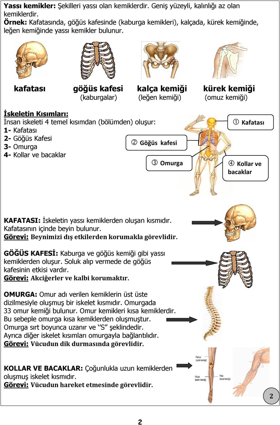 kafatası göğüs kafesi kalça kemiği kürek kemiği (kaburgalar) (leğen kemiği) (omuz kemiği) İskeletin Kısımları: İnsan iskeleti 4 temel kısımdan (bölümden) oluşur: 1- Kafatası 2- Göğüs Kafesi Göğüs