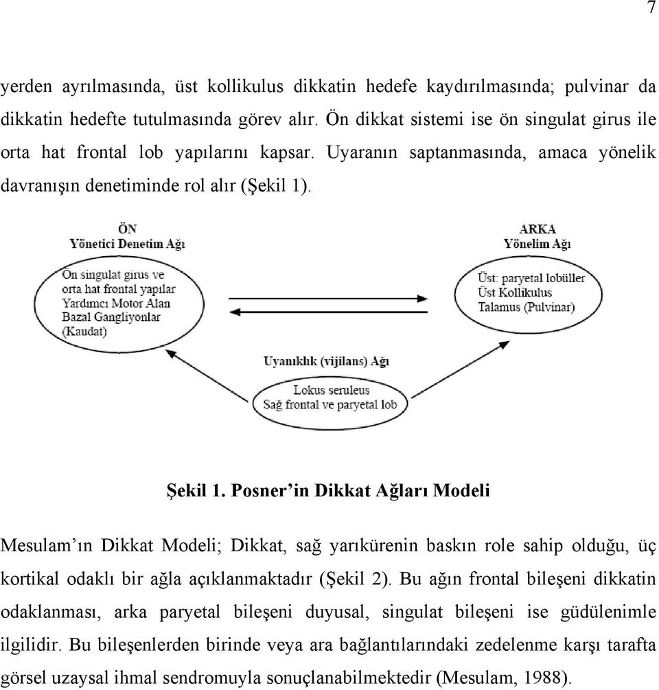 Posner in Dikkat Ağları Modeli Mesulam ın Dikkat Modeli; Dikkat, sağ yarıkürenin baskın role sahip olduğu, üç kortikal odaklı bir ağla açıklanmaktadır (Şekil 2).