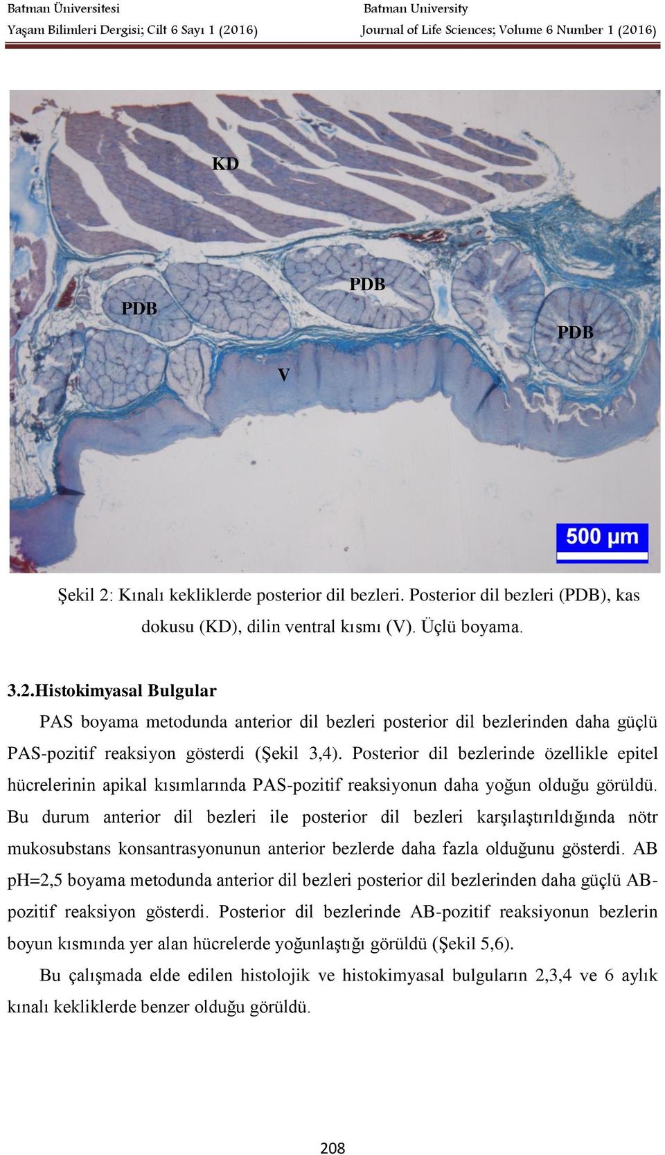 Bu durum anterior dil bezleri ile posterior dil bezleri karşılaştırıldığında nötr mukosubstans konsantrasyonunun anterior bezlerde daha fazla olduğunu gösterdi.