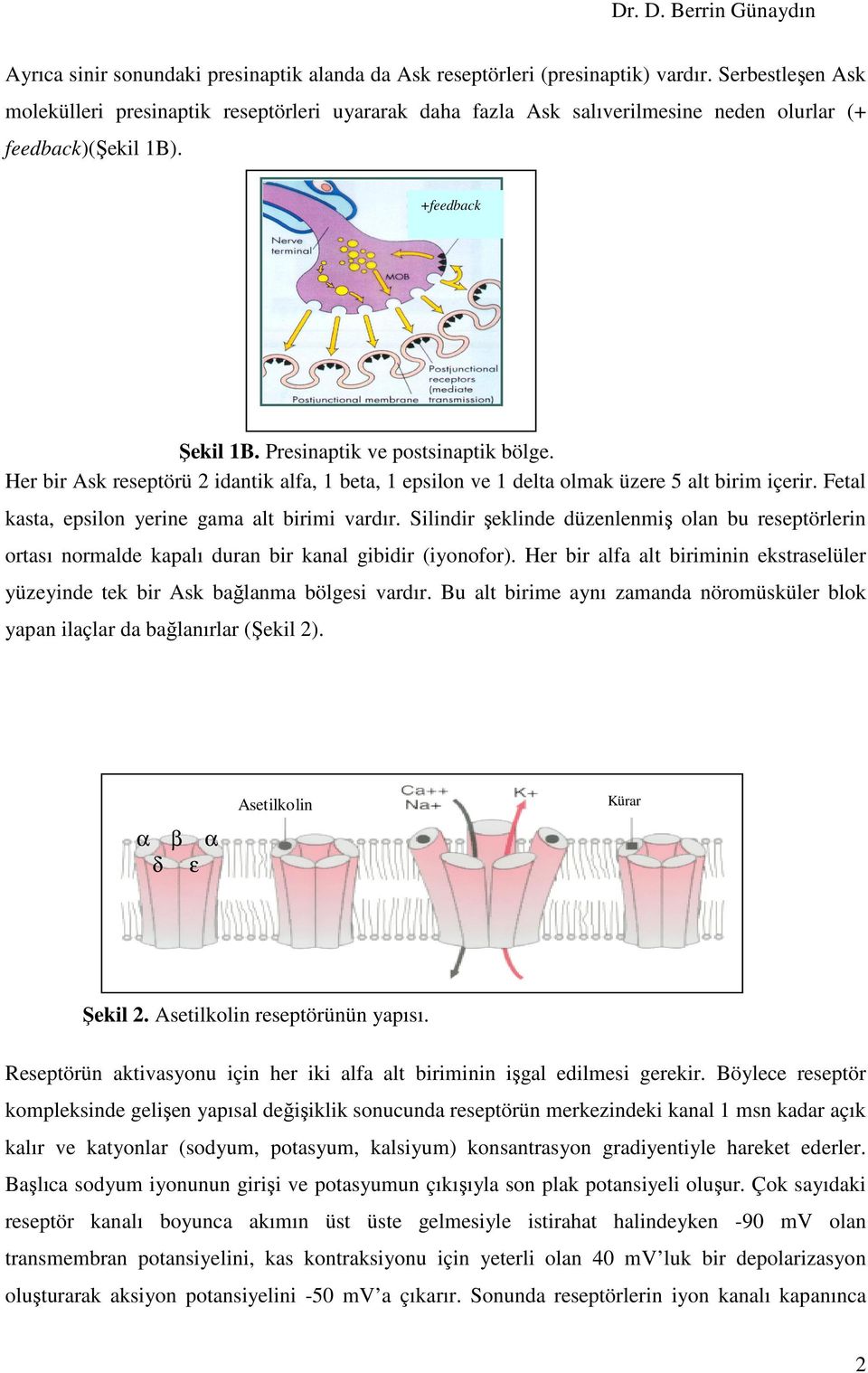 Her bir Ask reseptörü 2 idantik alfa, 1 beta, 1 epsilon ve 1 delta olmak üzere 5 alt birim içerir. Fetal kasta, epsilon yerine gama alt birimi vardır.