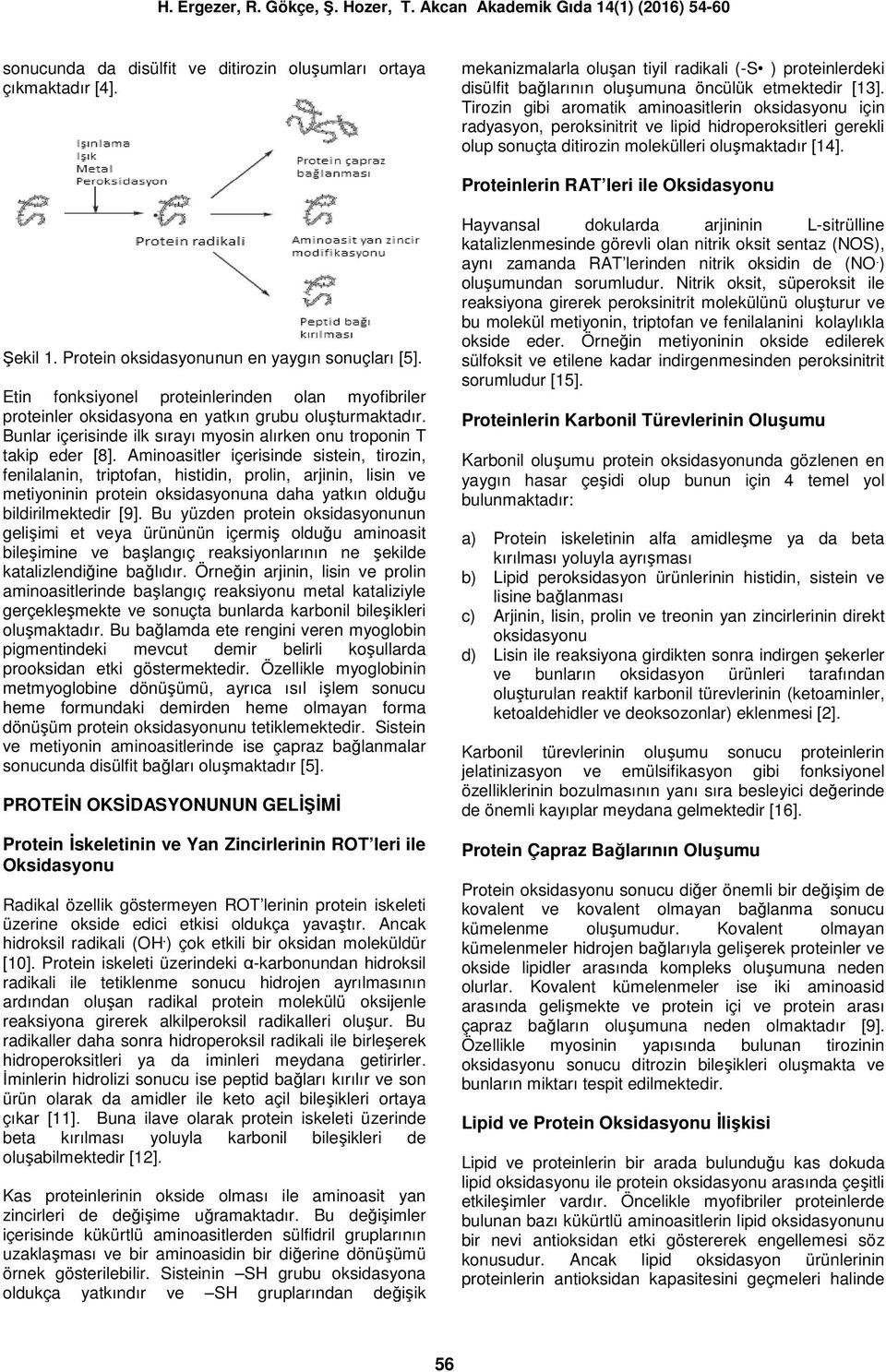 Proteinlerin RAT leri ile Oksidasyonu Şekil 1. Protein oksidasyonunun en yaygın sonuçları [5]. Etin fonksiyonel proteinlerinden olan myofibriler proteinler oksidasyona en yatkın grubu oluşturmaktadır.