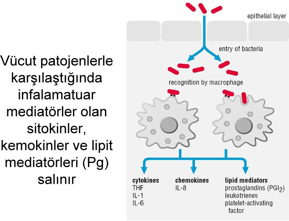 mediatörler olan sitokinler,