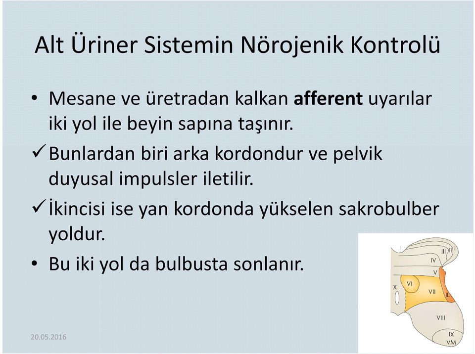 Bunlardan biri arka kordondur ve pelvik duyusal impulsler iletilir.