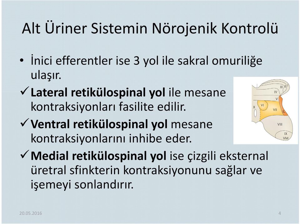 Ventral retikülospinal yol mesane kontraksiyonlarını inhibe eder.