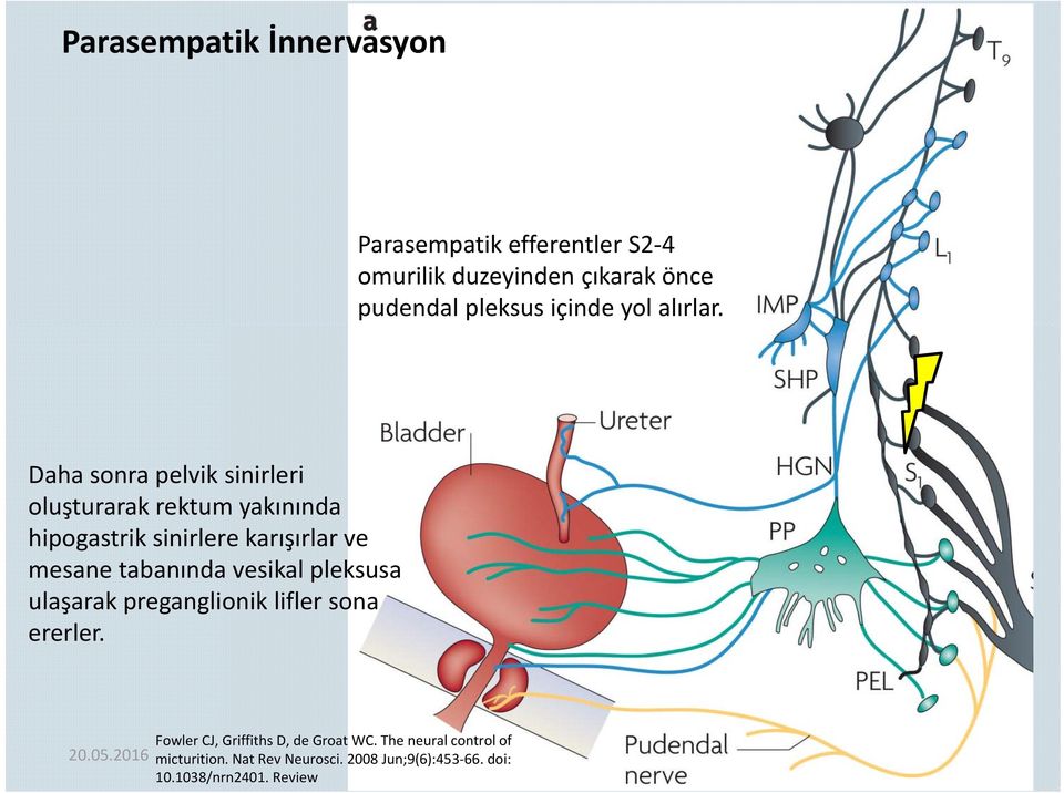 Daha sonra pelvik sinirleri oluşturarak rektum yakınında hipogastrik sinirlere karışırlar ve mesane tabanında