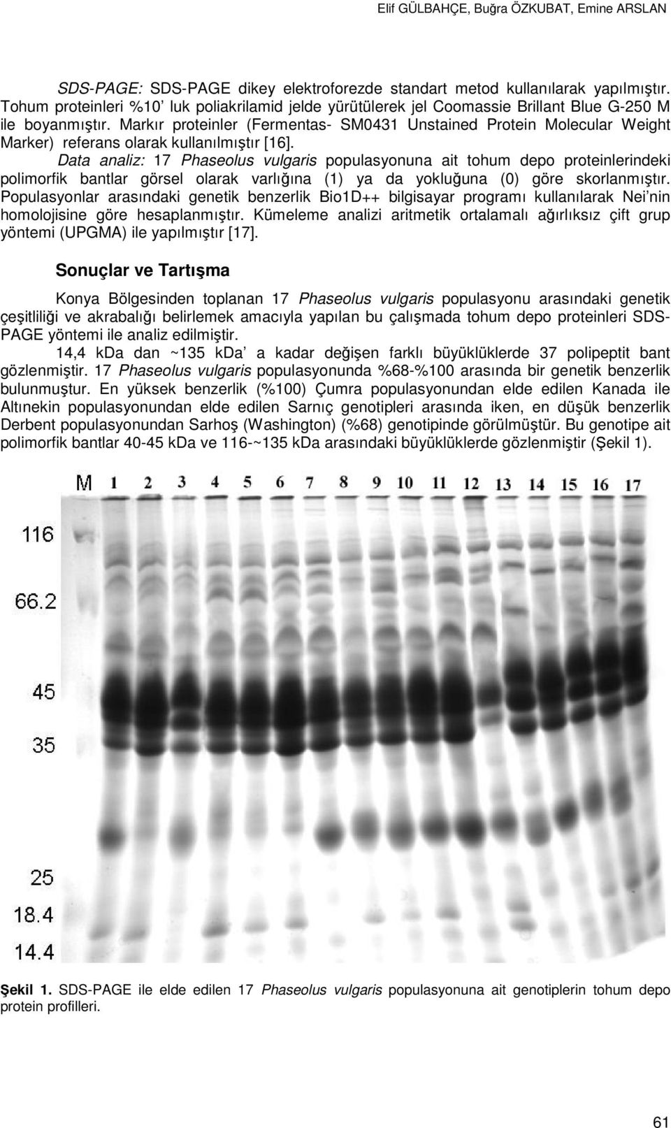 Markır proteinler (Fermentas- SM0431 Unstained Protein Molecular Weight Marker) referans olarak kullanılmıştır [16].