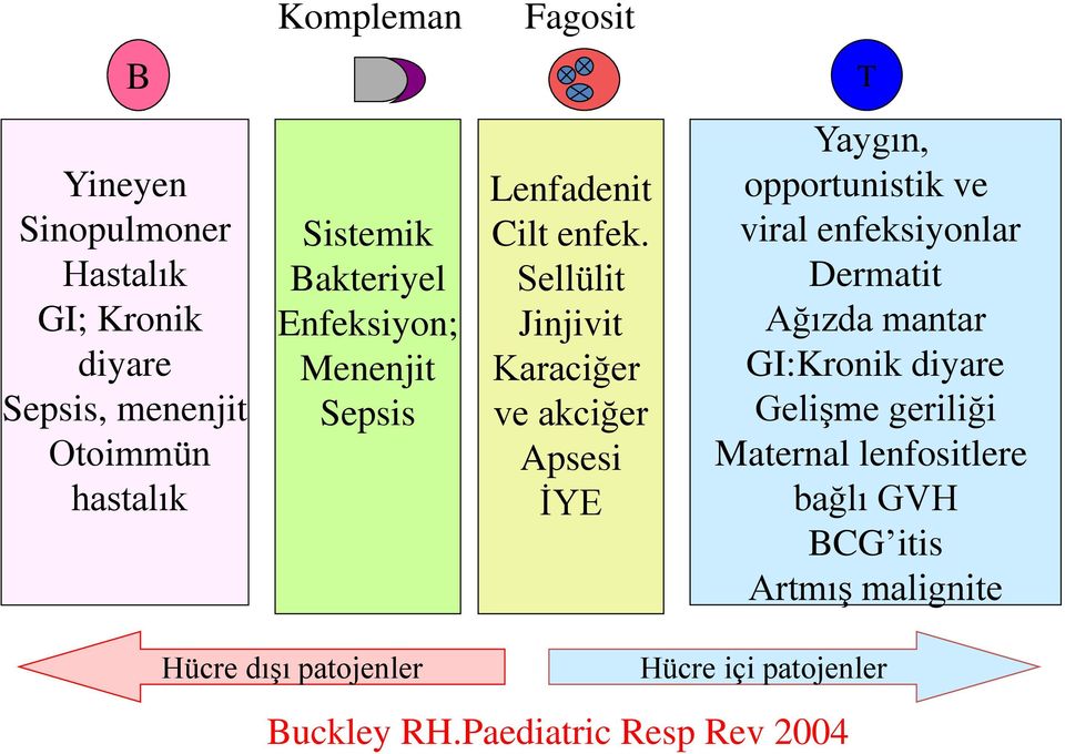 Sellülit Jinjivit Karaciğer ve akciğer Apsesi İYE Yaygın, opportunistik ve viral enfeksiyonlar Dermatit Ağızda