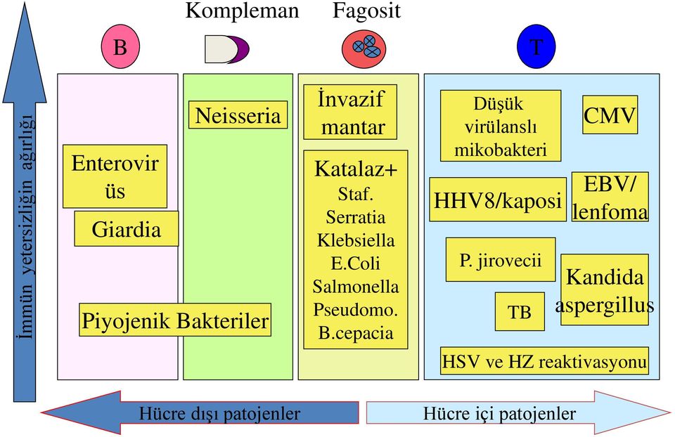 Coli Salmonella Pseudomo. B.cepacia Düşük virülanslı mikobakteri HHV8/kaposi P.