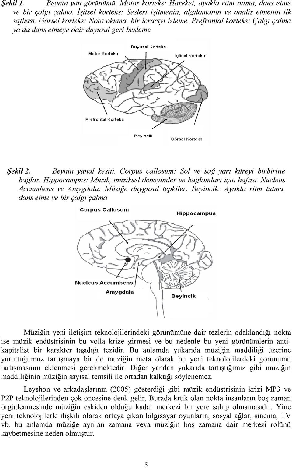 Corpus callosum: Sol ve sağ yarı küreyi birbirine bağlar. Hippocampus: Müzik, müziksel deneyimler ve bağlamları için hafıza. Nucleus Accumbens ve Amygdala: Müziğe duygusal tepkiler.
