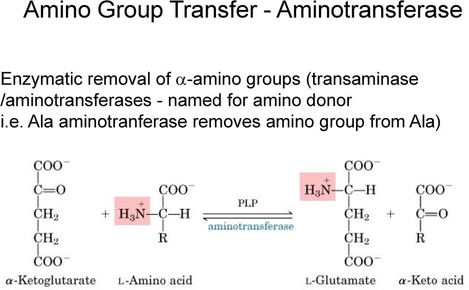 (transaminase /aminotransferases - named for