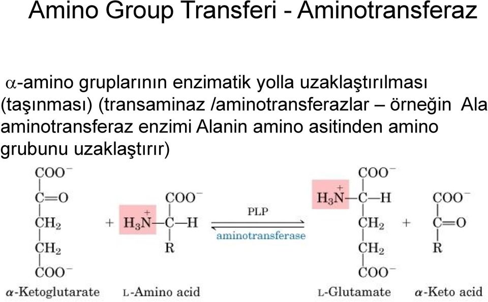(taşınması) (transaminaz /aminotransferazlar örneğin
