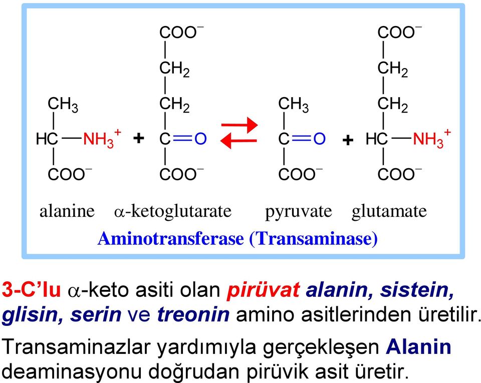 alanin, sistein, glisin, serin ve treonin amino asitlerinden üretilir.