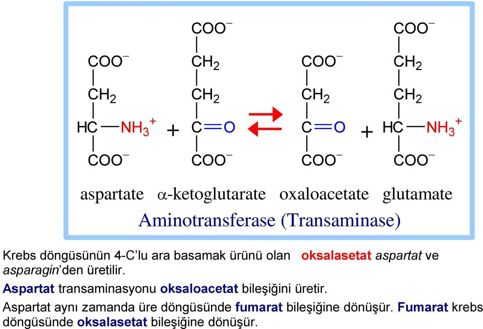 den üretilir. Aspartat transaminasyonu oksaloacetat bileşiğini üretir.