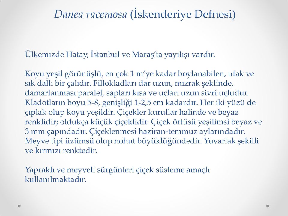 Fillokladları dar uzun, mızrak şeklinde, damarlanması paralel, sapları kısa ve uçları uzun sivri uçludur. Kladotların boyu 5-8, genişliği 1-2,5 cm kadardır.