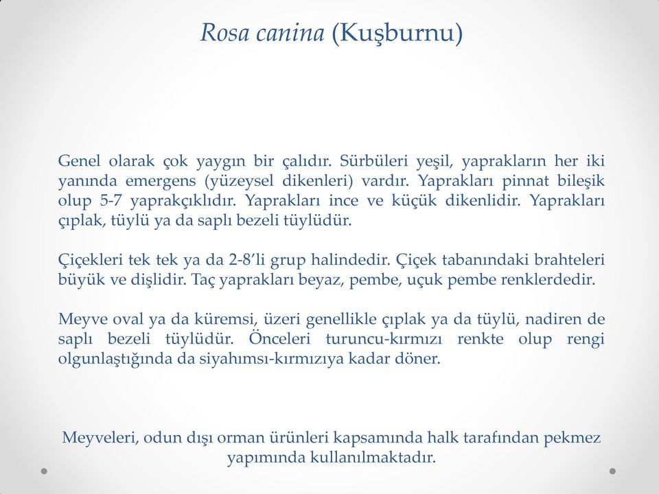 Çiçekleri tek tek ya da 2-8 li grup halindedir. Çiçek tabanındaki brahteleri büyük ve dişlidir. Taç yaprakları beyaz, pembe, uçuk pembe renklerdedir.