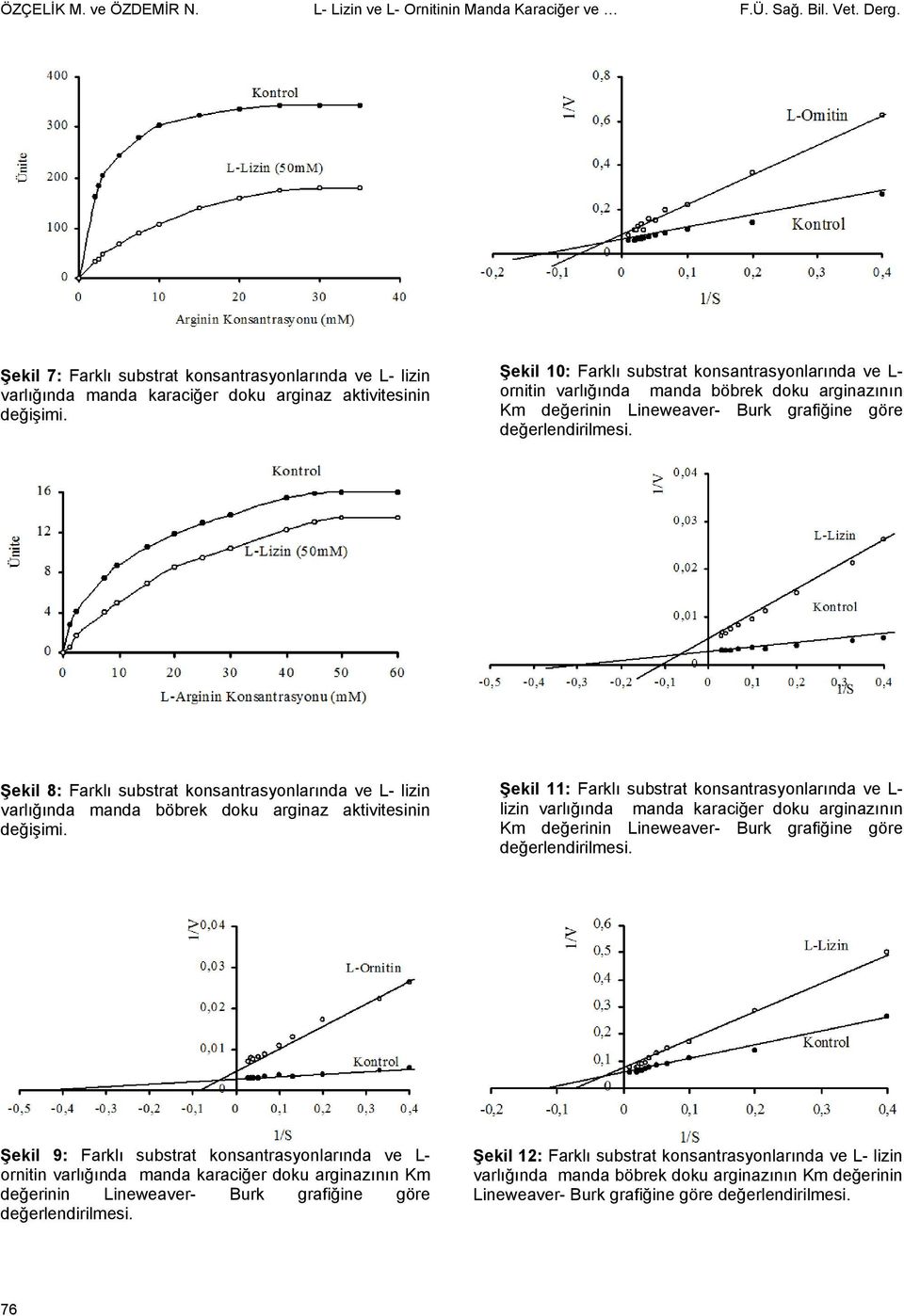 Şekil 10: Farklı substrat konsantrasyonlarında ve L- ornitin varlığında manda böbrek doku arginazının Km değerinin Lineweaver- Burk grafiğine göre değerlendirilmesi.