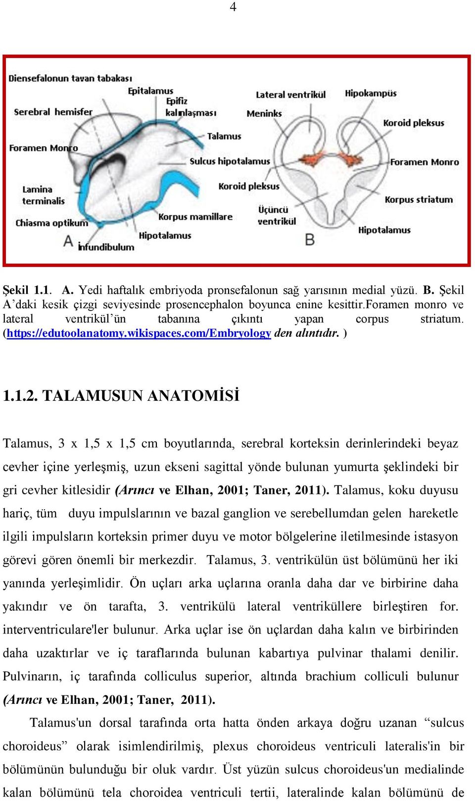 TALAMUSUN ANATOMĠSĠ Talamus, 3 x 1,5 x 1,5 cm boyutlarında, serebral korteksin derinlerindeki beyaz cevher içine yerleģmiģ, uzun ekseni sagittal yönde bulunan yumurta Ģeklindeki bir gri cevher