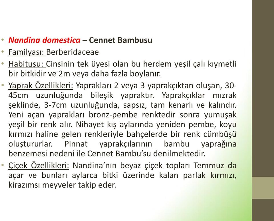 Yeni açan yaprakları bronz-pembe renktedir sonra yumuşak yeşil bir renk alır. Nihayet kış aylarında yeniden pembe, koyu kırmızı haline gelen renkleriyle bahçelerde bir renk cümbüşü oluştururlar.