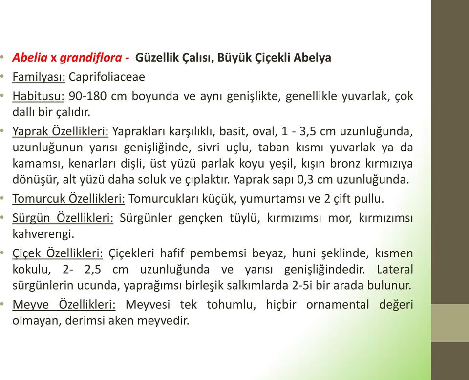 yeşil, kışın bronz kırmızıya dönüşür, alt yüzü daha soluk ve çıplaktır. Yaprak sapı 0,3 cm uzunluğunda. Tomurcuk Özellikleri: Tomurcukları küçük, yumurtamsı ve 2 çift pullu.