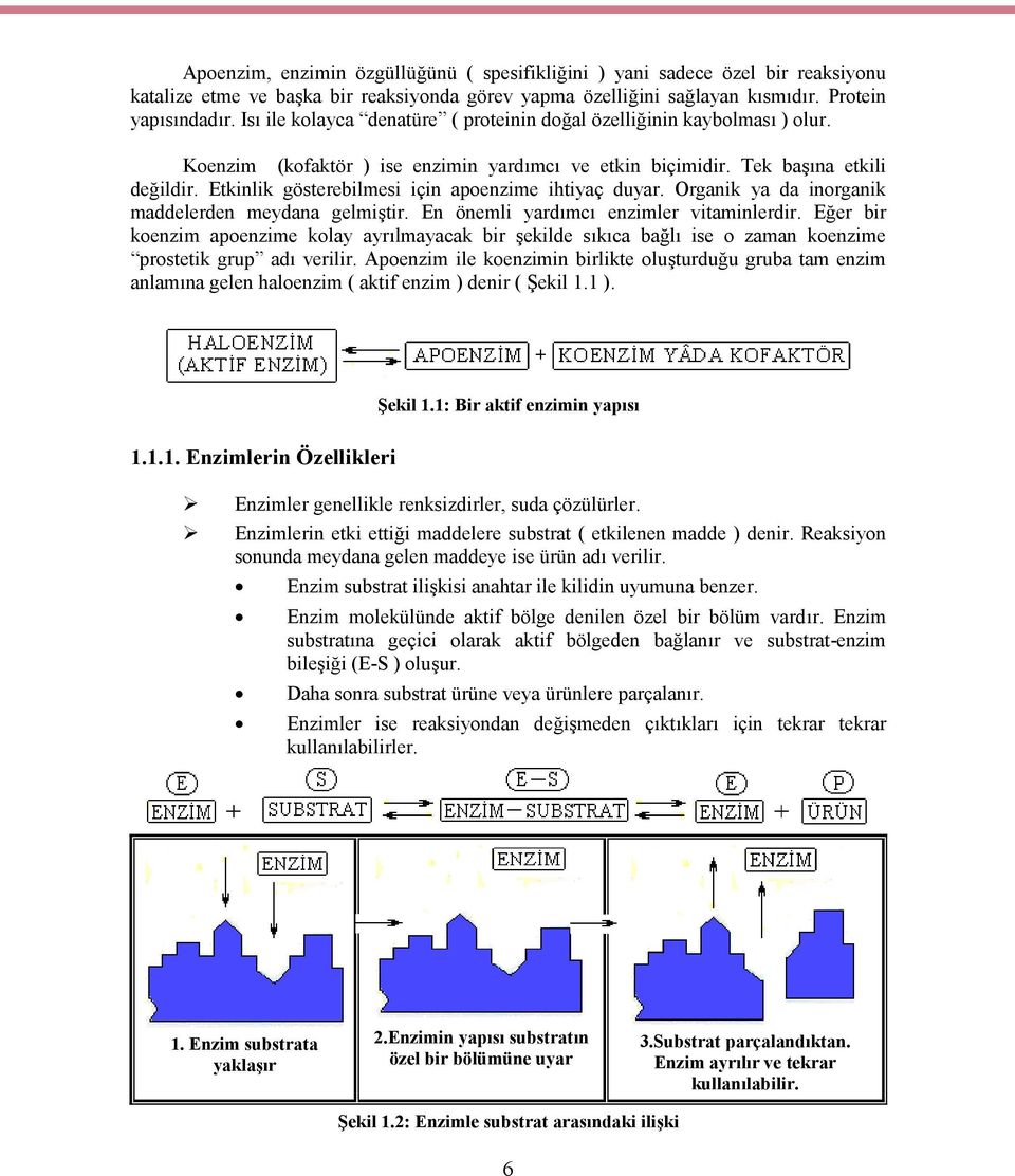 Etkinlik gösterebilmesi için apoenzime ihtiyaç duyar. Organik ya da inorganik maddelerden meydana gelmiştir. En önemli yardımcı enzimler vitaminlerdir.